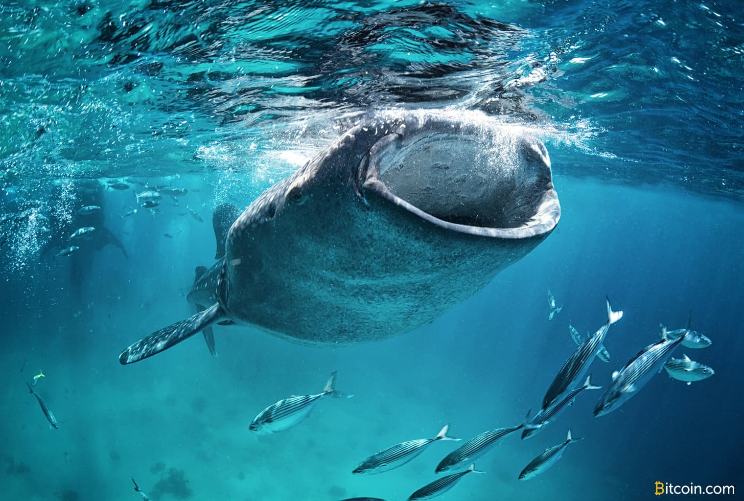 Bitcoin Whales Have Accumulated Thousands of Coins in the Last 2 Months