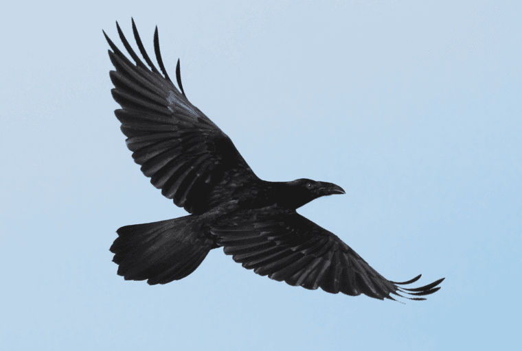 Markets Update: Top Cryptos Reclaim Support as RVN Rallies