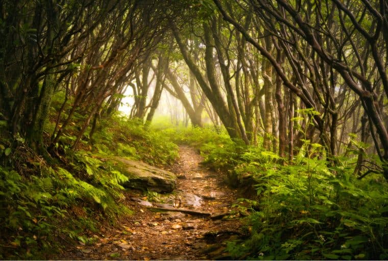 The Cryptocurrency Projects Pursuing a Path to Decentralization