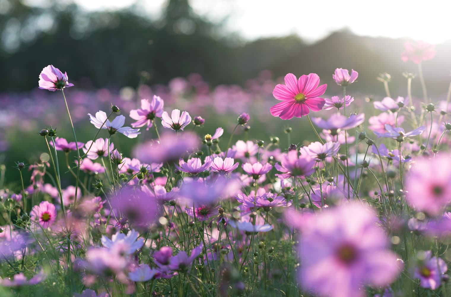 SLP Token Ecosystem Built on Bitcoin Cash Continues to Blossom