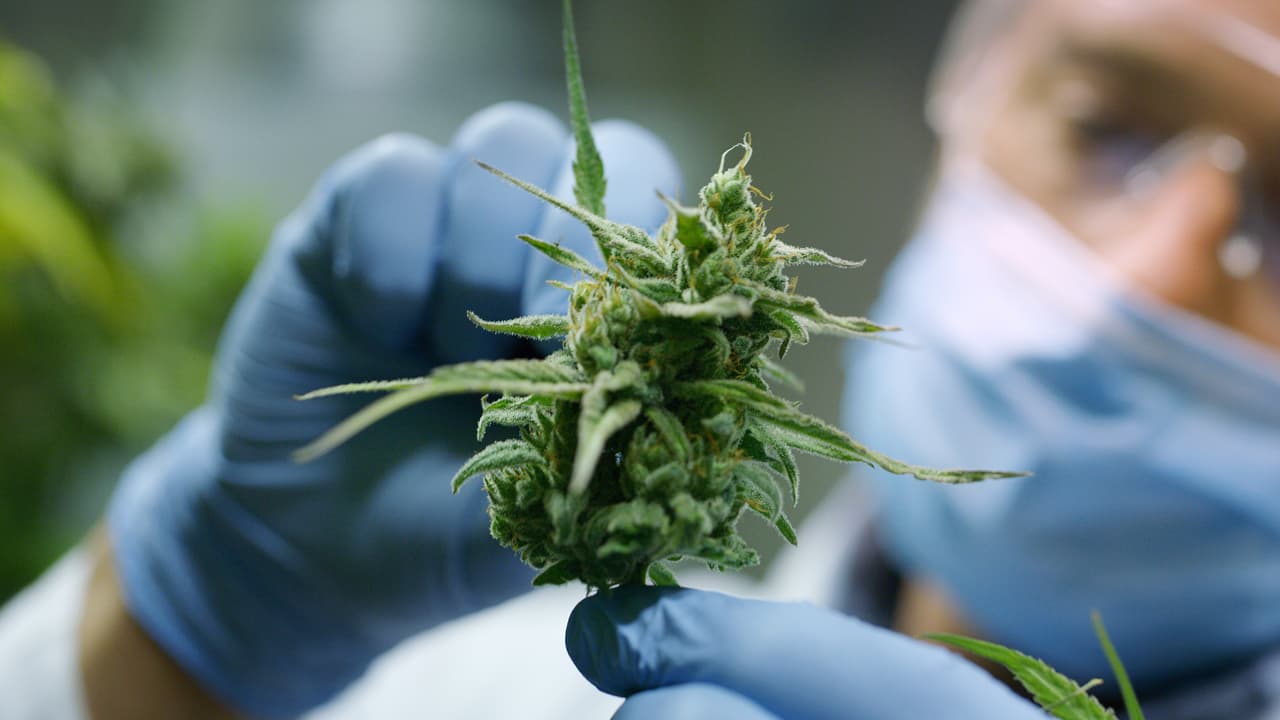 Fueling the Cannabis Industry: US Crypto Lending Service Files for Regulated Token Sale