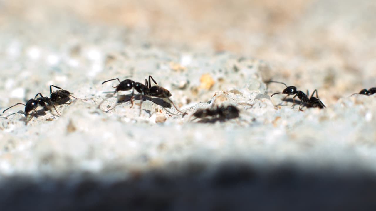 Leadership Feud at Bitmain: 10,000 Antminers Go Missing in Inner Mongolia