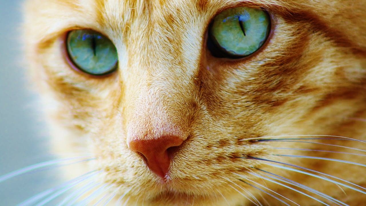 Viabtc Founder Reveals BCH Fork Idea Called Bitcoin Cat