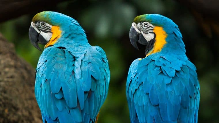 Ripple Forced To Rebrand PayID Trademark After Copyright Infringement Lawsuit