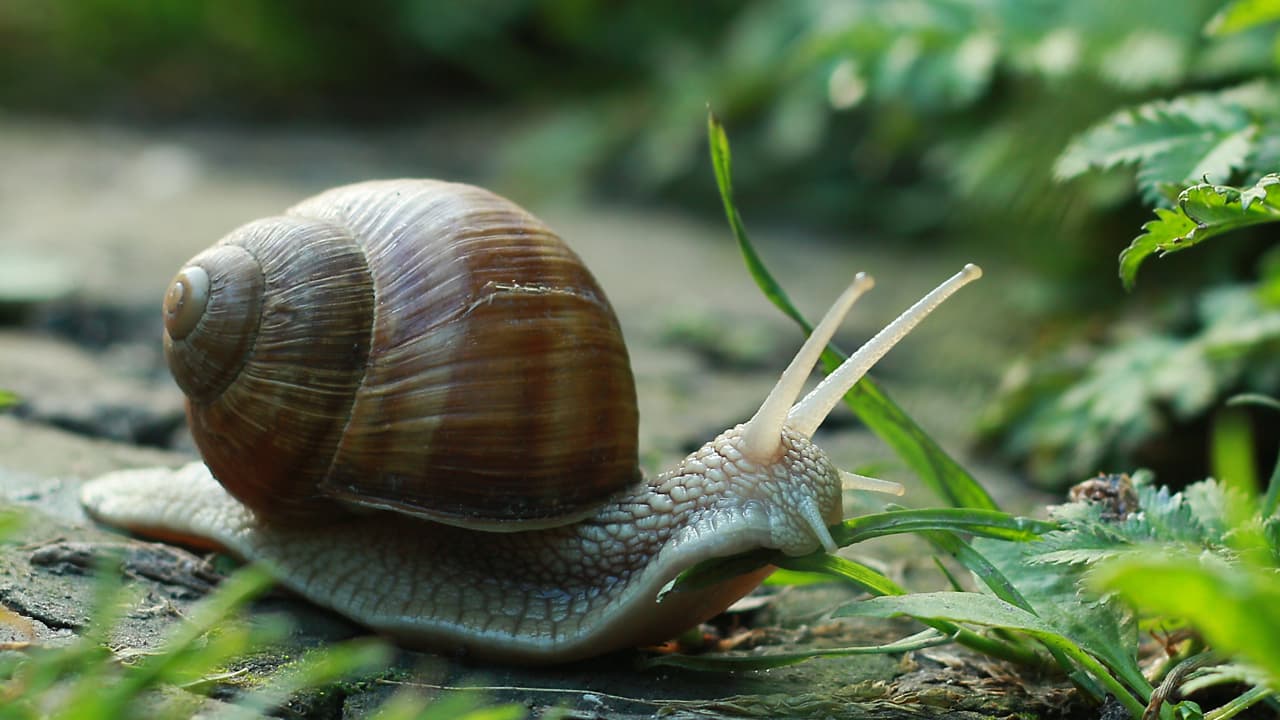 Testnet of Facebook's Much Vaunted Stablecoin Only Executes 6 Transactions per Second