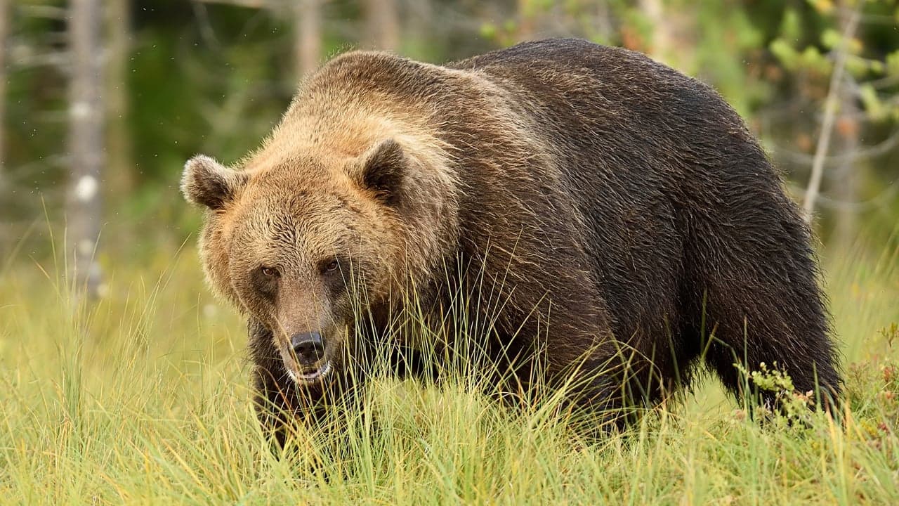 Wall Street "Perma Bear" Predicts Stock Market Crash: Says Bitcoin Cannot Be Ignored as He Touts Gold