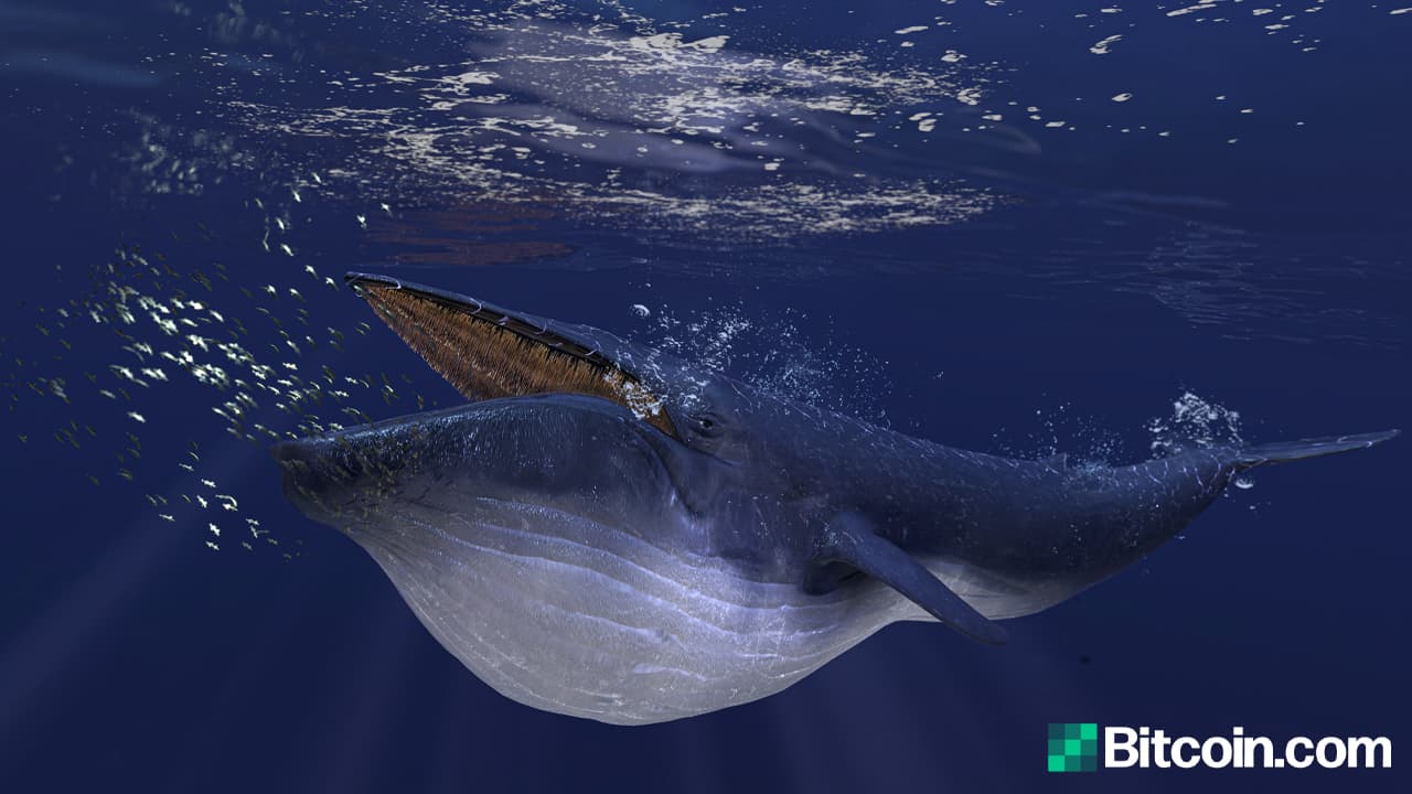 Analysis Shows Bitcoin Whales Are Stockpiling, but 'BTC Ownership Is Not Highly Concentrated'