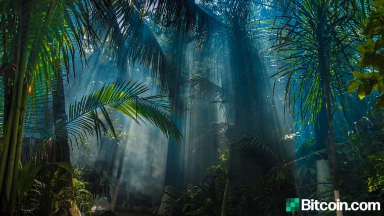 Welcome to the Juungle: A Bitcoin Cash NFT Market That Allows Anyone Buy and Sell Unique SLP Collectibles