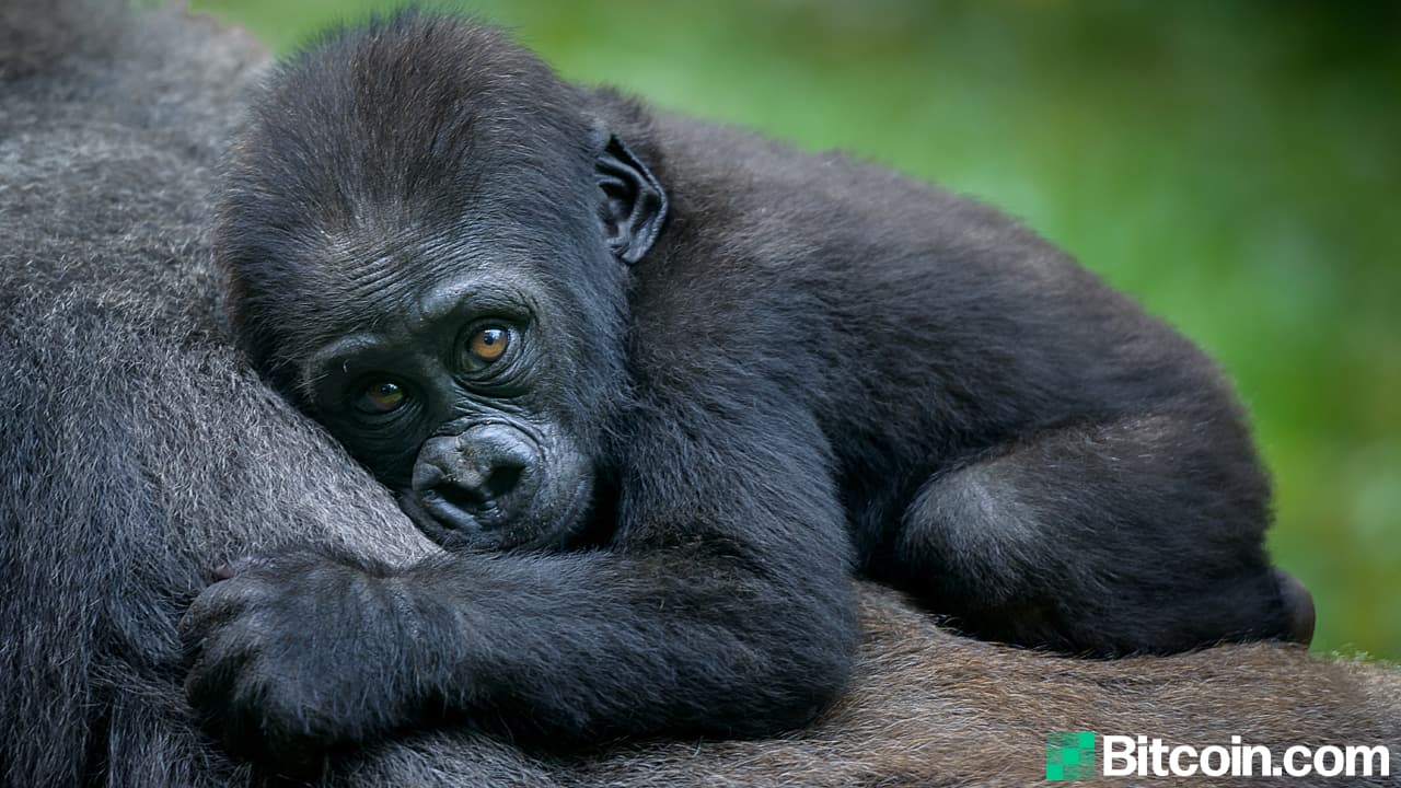 One of Africa's Oldest Wildlife Conservancies Accepts Crypto Donations