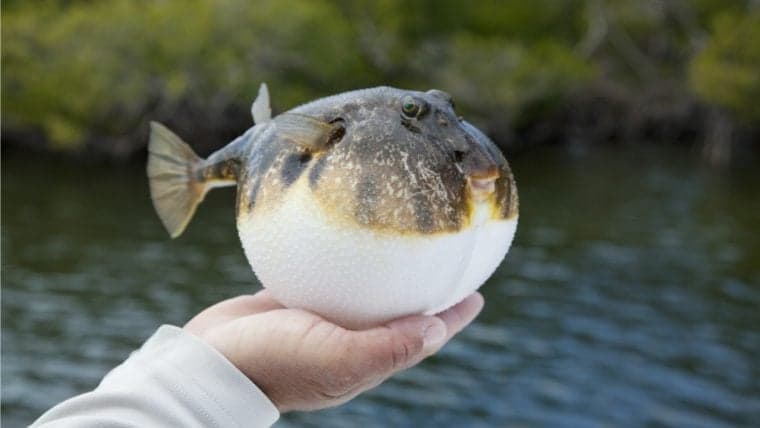 Stablecoins Swelled by $13B in 30 Days, Captured 67% of Today's Crypto Trade Volume