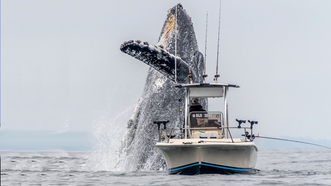 Mega Awakening — Whale Transfers 429 'Sleeping Bitcoin' From 2010 Worth Over $16.8 Million