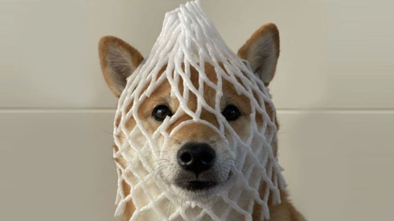 Wrapped Dog ($wDOG): The Memecoin That Champions Decentralization