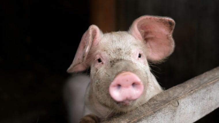 FBI ने $13 मिलियन के धोखाधड़ी योजना से जुड़े 'पिग बउचरिंग' क्रिप्टो घोटाले में तीन लोगों को गिरफ्तार किया।