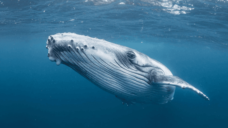 12 Carteiras Bitcoin Legadas Movem 1.200 BTC Após 9 Anos de Silêncio