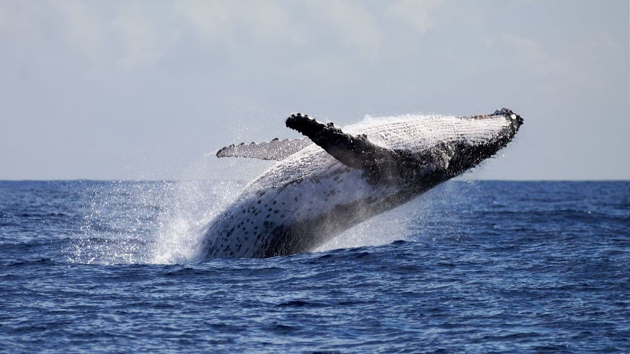 Bitcoin Hits $100K as Institutional Money Pours In