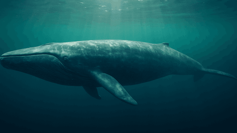 Hyperliquid Whaleova 40x bitcoin dolgoročna stava izbruhne na spletu—vlečena meja likvidacije 95 tisoč USD