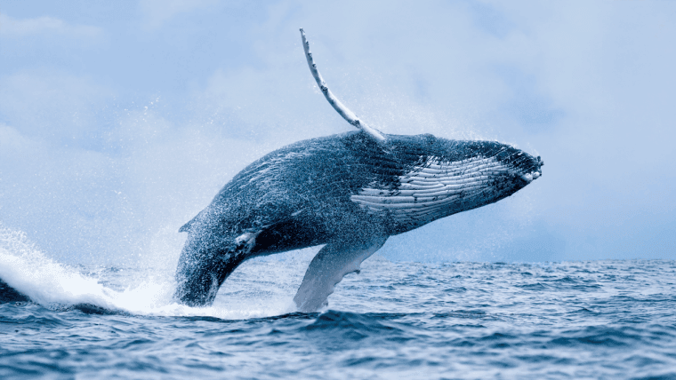 24K BTC Offloaded — Whale’s Billion-Dollar Pivot Shakes Crypto