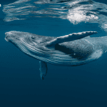 2013 Bitcoin Whale Wallet Transfers 500 BTC After 12 Years of Dormancy