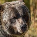 Grayscale Sees 2 Paths out of Bitcoin Bear Market as Key Catalysts Near