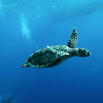 China Warns of 'Spy Turtles' Fitted With Sensors in Its Territorial Waters