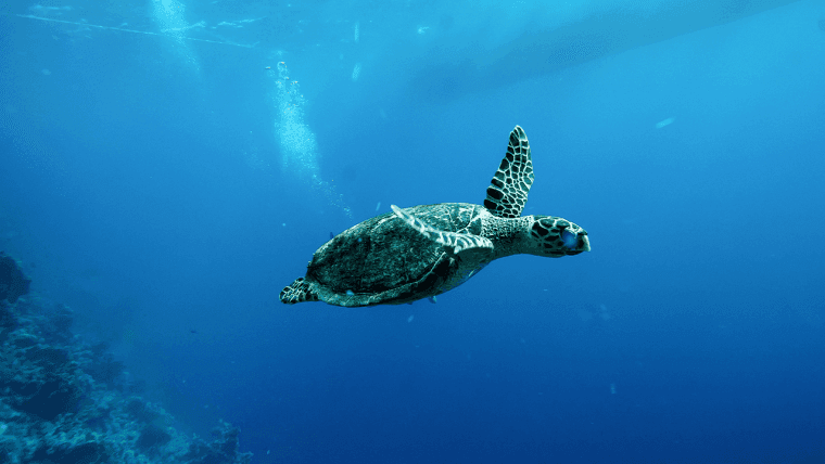China Warns of 'Spy Turtles' Fitted With Sensors in Its Territorial Waters