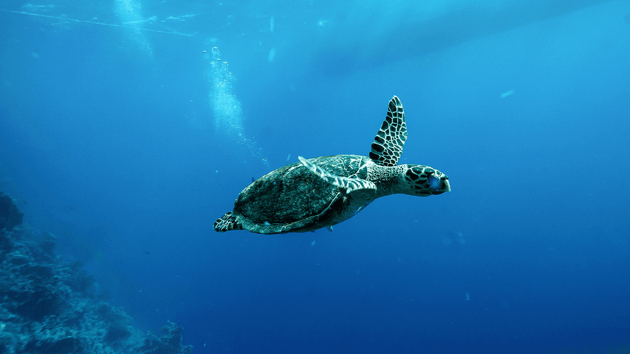 China Warns of 'Spy Turtles' Fitted With Sensors in Its Territorial Waters