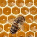 In 1984, NASA Sent 3,301 Bees to Space and They Built Comb in Seven Days