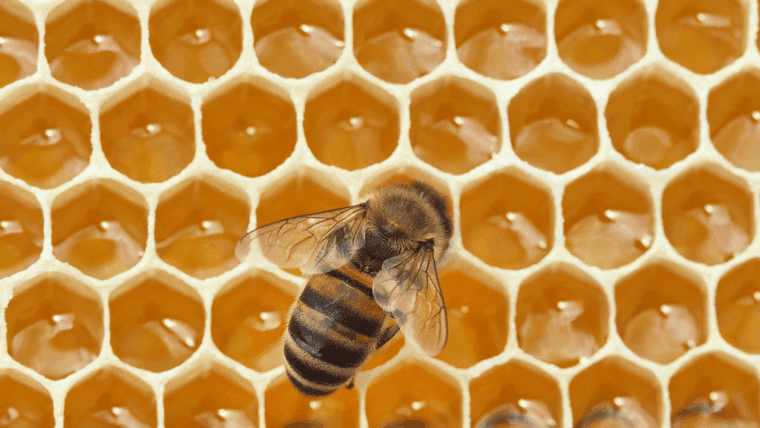 In 1984, NASA Sent 3,301 Bees to Space and They Built Comb in Seven Days