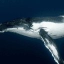 Satoshi-Era Bitcoin Whale Awakens, Moves $48M in Vintage BTC