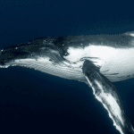 Satoshi-Era Bitcoin Whale Awakens, Moves $48M in Vintage BTC