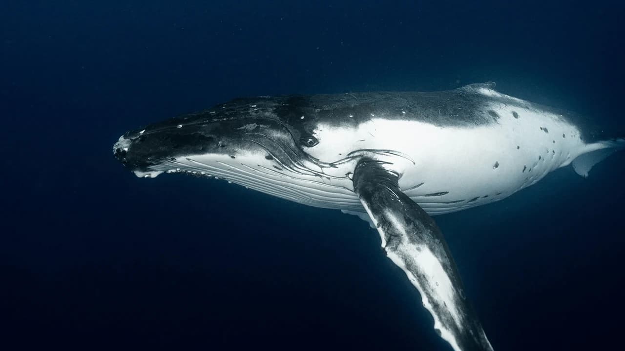 Satoshi-Era Bitcoin Whale Awakens, Moves $48M in Vintage BTC