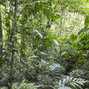 Sixteen Years After 12,000 Tons of Orange Peels, a Costa Rica Forest Grew Back