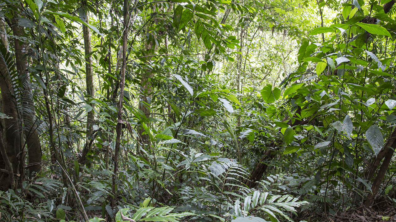 Sixteen Years After 12,000 Tons of Orange Peels, a Costa Rica Forest Grew Back