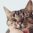 Your Cat's Unique Vocalization May Mimic the Sound of an Infants Cry