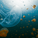NASA Sent Thousands of Jellyfish to Space in 1991. The Babies Born Up There Couldn't Handle Earth