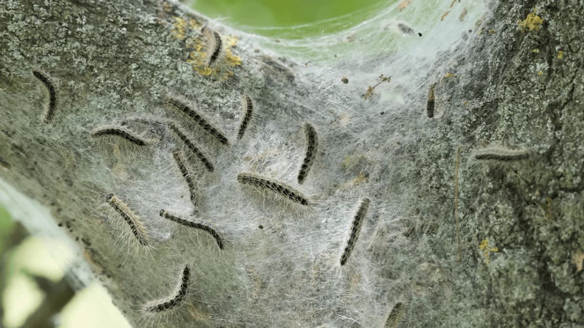 Fresh Spring Trees Oak Trees Have a Sneaky Trick to Starve the Caterpillars Eating Them