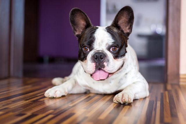 Bitwala Lolabot French Bulldog