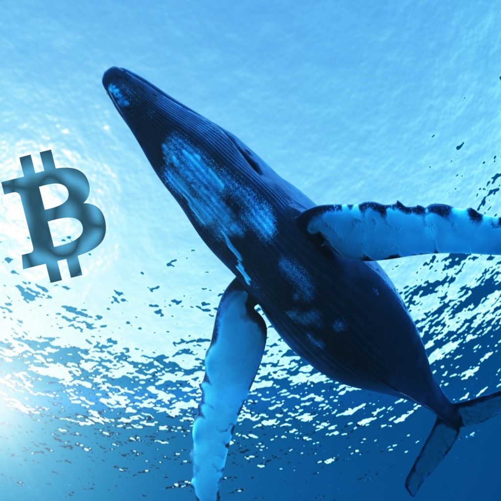 Genesis Launches Whale Sized Crypto-Loan Service | Bitcoin ...