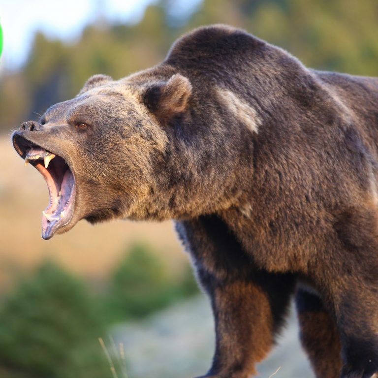 Markets Update: Bears Return to Crypto Markets for Some Action