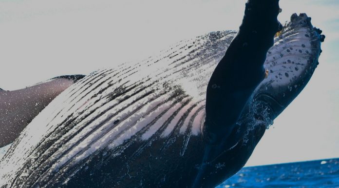 Fidelity Investments Hints at Entering Cryptocurrency Exchange Space