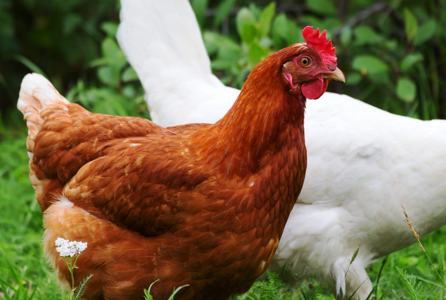 This Chicken Coop Feeder Is Powered By Bitcoin Cash Payments In Real - 