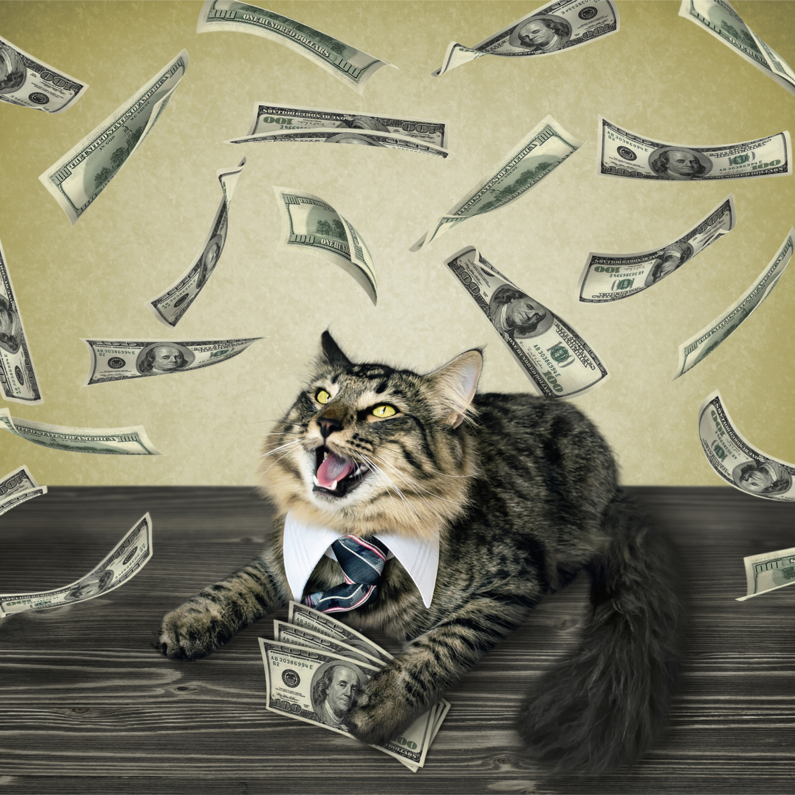 Сайт кэт на деньги. Кошка с деньгами. Rich Cat. Bitcoin Cat. Happy Cat money.