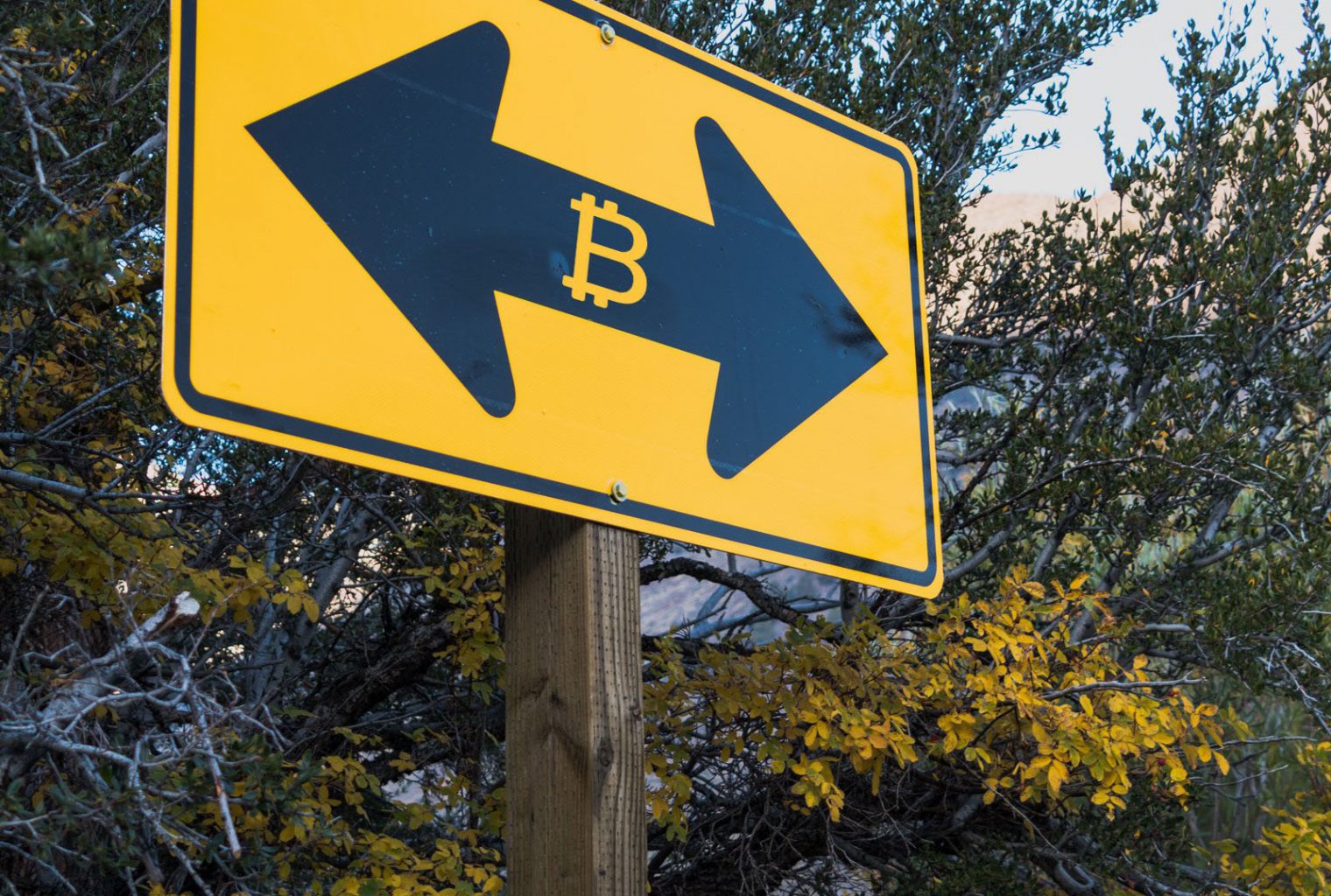 Follow This Branch A Guide To Splitting Bch And Bsv Bitcoin News - 