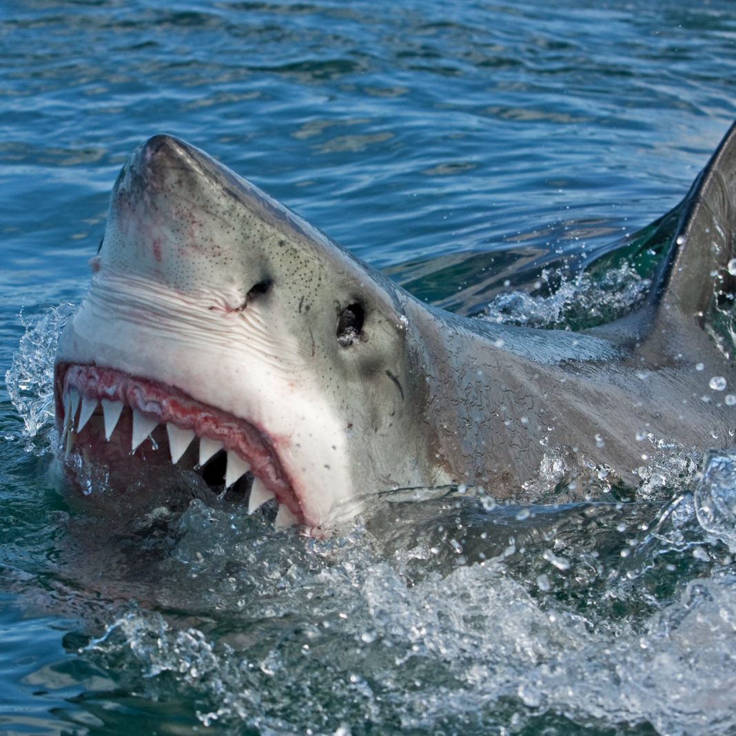 Only sharks feed on the elusive price of the cryptographic market fund