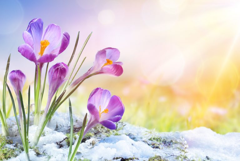 crypto spring blockchain boom bloom projects fuels 