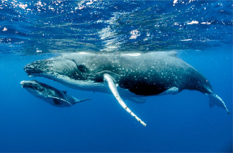 Whales Control Most of Litecoin, Many Ethereum Tokens