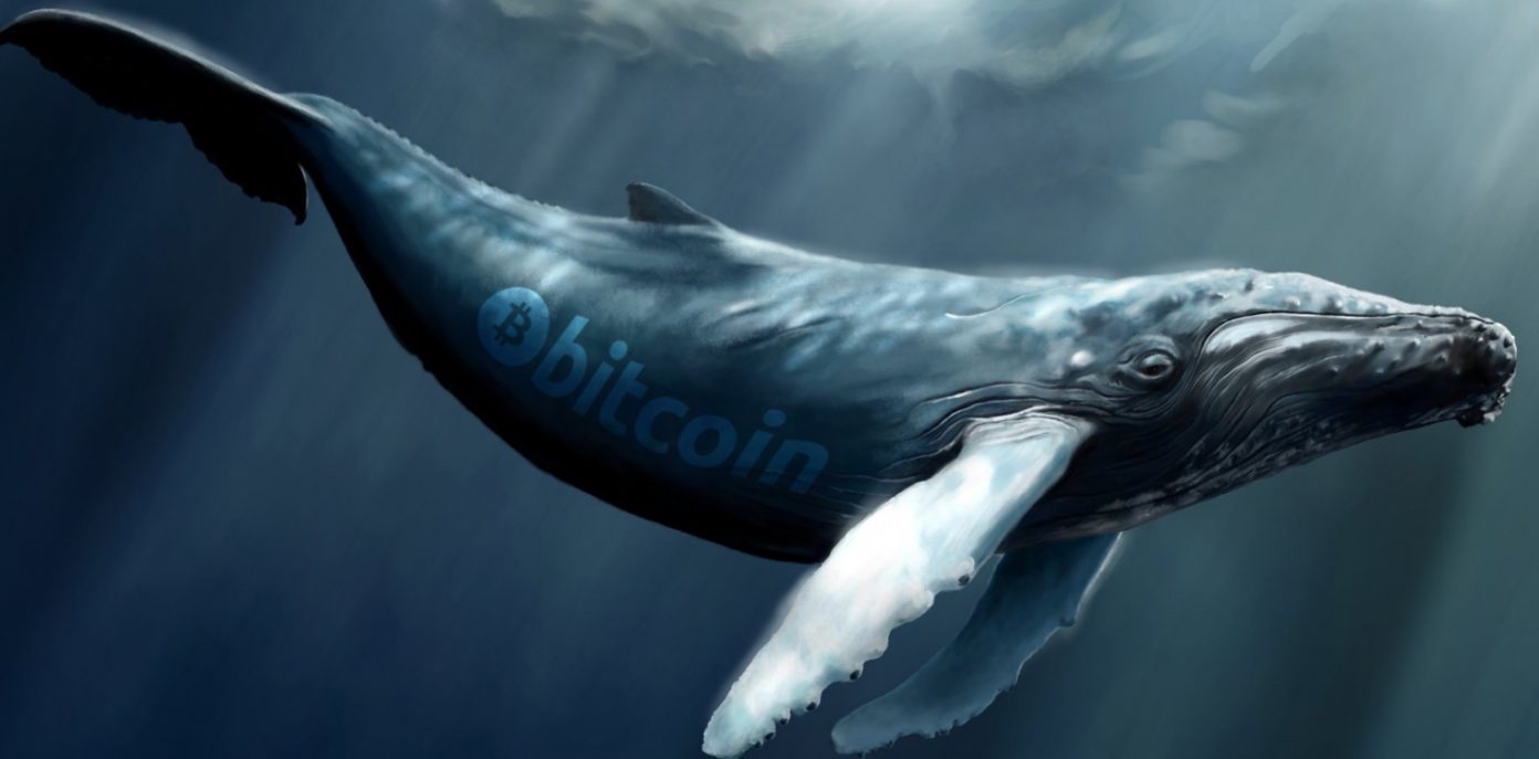 ขณะที่ตลาด Bitcoin กำลังไซด์เวย์ พวกวาฬ (Whale) ยังมองว่าตลาดคริปโตเป็นขาขึ้น