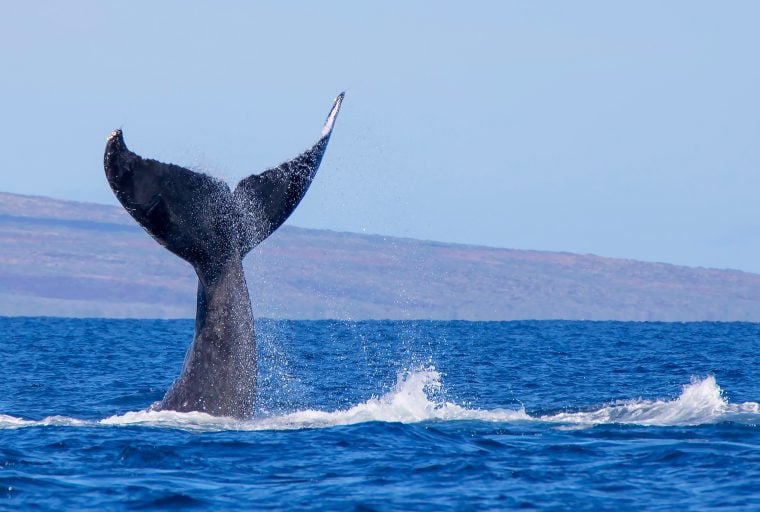 Alors que les marchés évoluent latéralement, les observations de baleines crypto augmentent