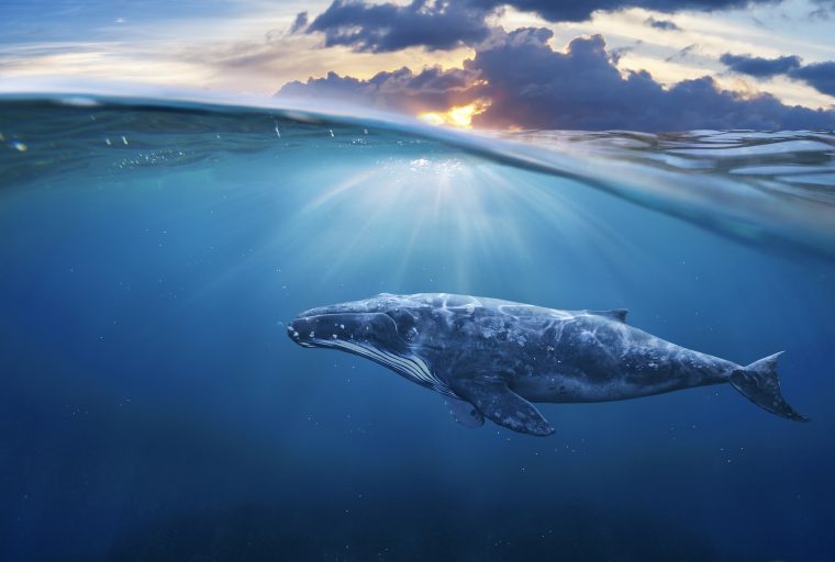 Gagner ou perdre, ces baleines cryptées partagent leurs métiers