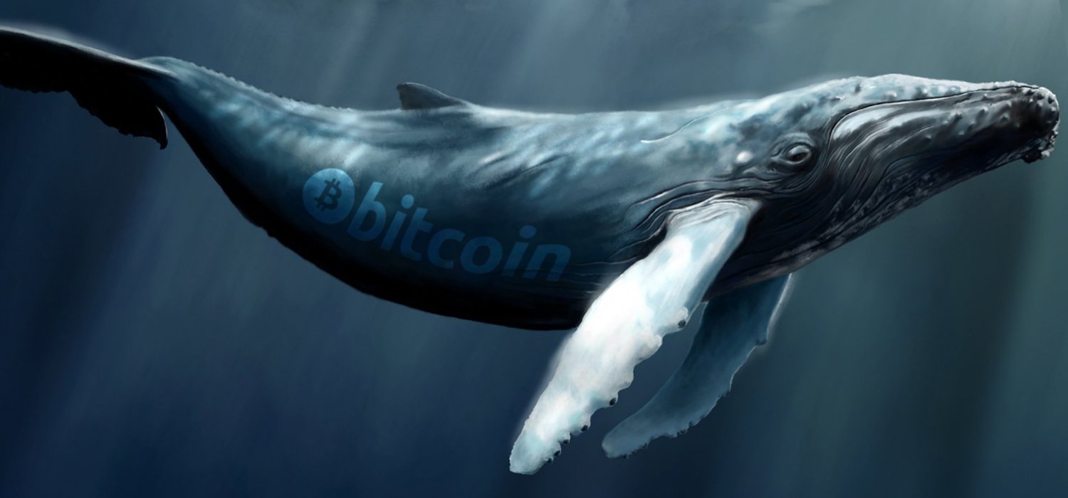 12 meses de datos en cadena muestran que las ballenas de Bitcoin obtuvieron cientos de BTC de peces pequeños